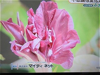 s-IMG_0509.jpg