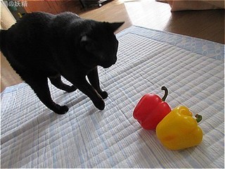 s-IMG_1023.jpg