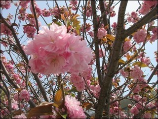 s-IMG_1310.jpg