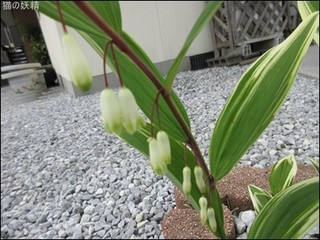 s-IMG_1502.jpg