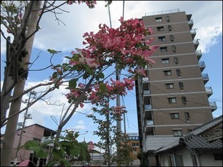s-IMG_1534.jpg