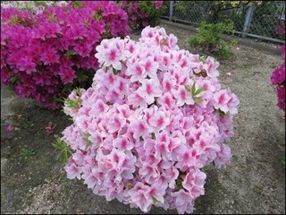 s-IMG_1537.jpg