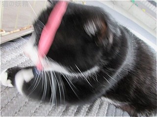 s-IMG_2366.jpg