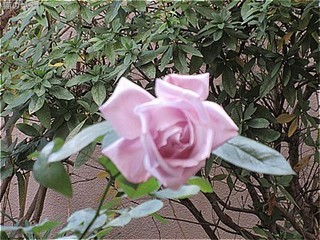 s-IMG_2397.jpg