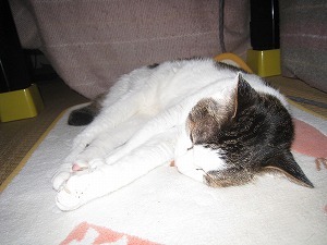 s-IMG_2852.jpg