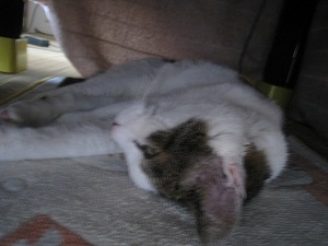 s-IMG_2858.jpg
