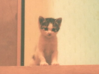 syaru-1.jpg